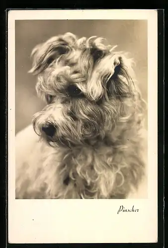 Foto-AK Pinscher, Terrier mit langem Fell