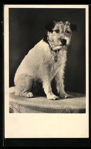 AK Kleiner Terrier auf einem Tisch mit Häkeldecke