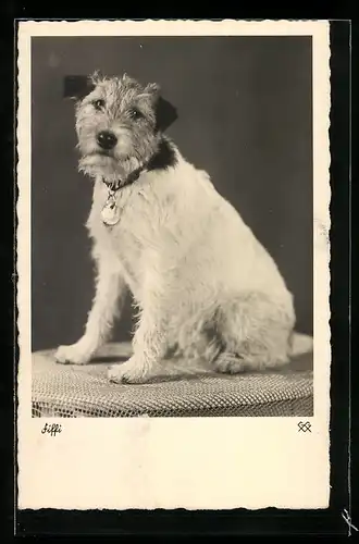 AK Terrier Fiffi auf einem Tisch