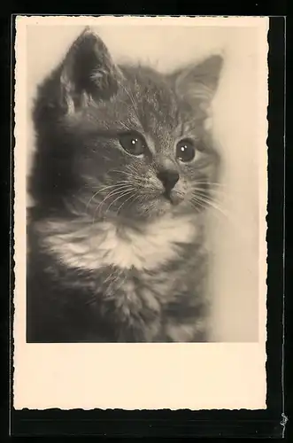 AK Kleine Katze, Portrait