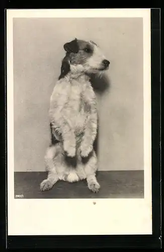 AK Kleiner Hund macht Männchen