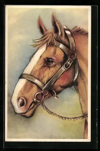 AK Reitpferd mit Halfter, Seitenportrait