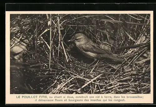 AK Le Pouillot Fitis