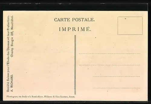 AK Le Pouillot Fitis