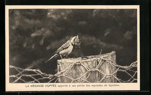 AK Haubenmeise bringt unaufhörlich seinen Jungen schnäbelvoll von den schädlichen Langbeinmücken
