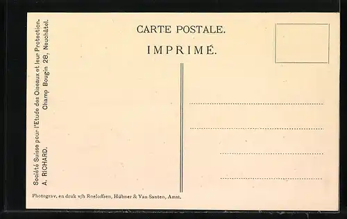 AK Haubenmeise bringt unaufhörlich seinen Jungen schnäbelvoll von den schädlichen Langbeinmücken