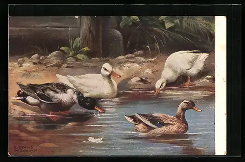 Künstler-AK Wildenten und Hausenten am Teichufer