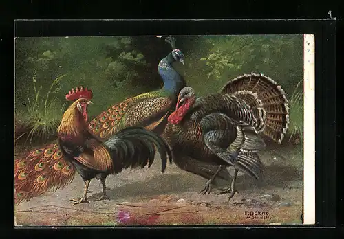 AK Pfau, Hahn und Truthahn