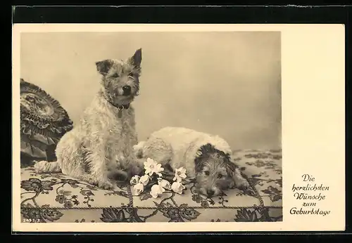 AK Zwei Terrier auf einer Couch