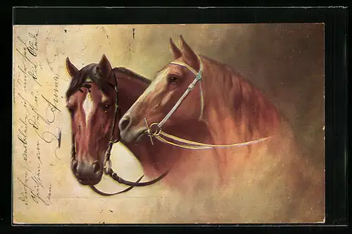 AK zwei Pferde, Brauner u. Fuchs mit weissem Abzeichen auf der Stirn