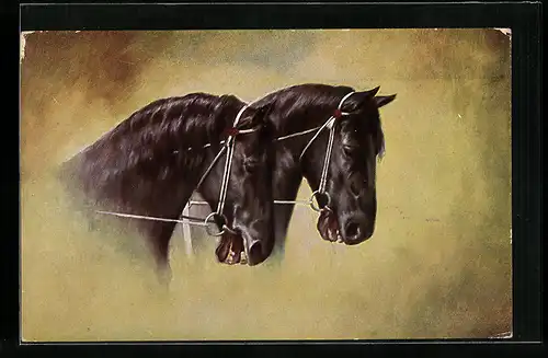 AK schwarze Pferde mit Zaumzeug, Zugpferde