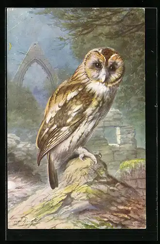 Künstler-AK Brown Owl at the Ruin of a Church