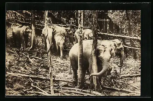 AK Elefanten arbeiten im Wald