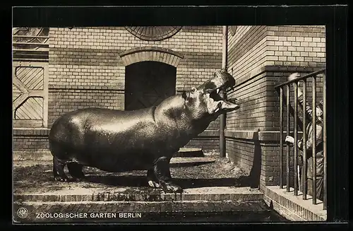 AK Nilpferd im Zoologischen Garten Berlin