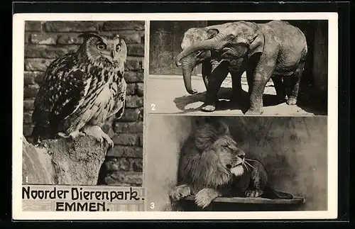 AK Emmen, Uhu, Elefanten und Löwe im Noorder Dierenpark