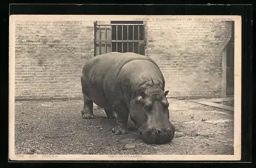 AK Hippopotamus, Nilpferd im Zoo