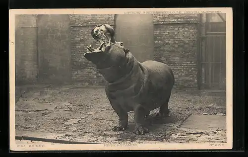 AK Nilpferd mit aufgerissenem Maul in einem Zoo