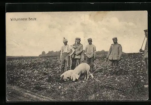AK Soldaten in Uniform mit Trüffelschweinen auf einem Feld