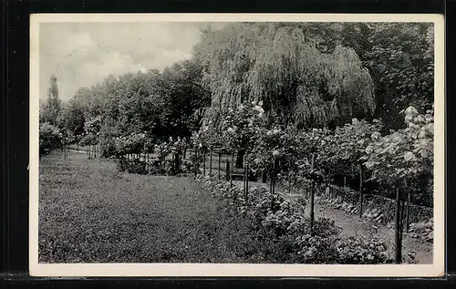 AK Landpoststempel Saasa über Eisenberg (Thür.)