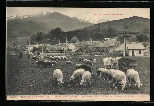 AK Bagnères, Vue prise sur la Route de Ste-Marie-de-Campan a Gerde, Troupeau le Moutons