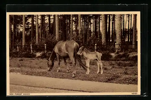 AK Stute mit Fohlen an einer Strasse am Waldrand