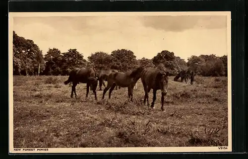 AK New Forest Ponies