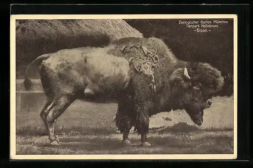 AK München, Tierpark Hellabrunn, Ansicht eines Bisons im Gehege