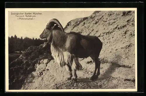 AK München, Tierpark Hellabrunn, Mähnenschaf