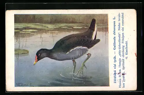 Künstler-AK Vogel Gallinula chlorolus L. in einem See