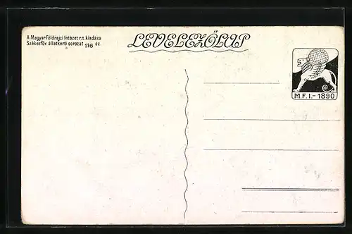 AK Möwe Larus ridibundus L. an einem Gewässser