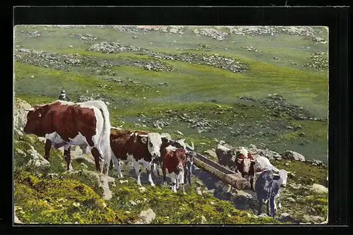 AK Kühe an der Tränke auf einer Bergwiese