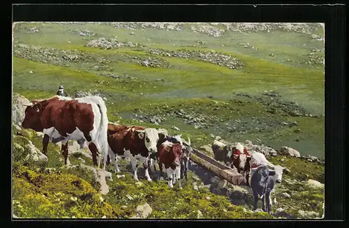 AK Kuhherde an der Tränke auf einer Bergwiese