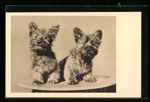 AK Zwei junge Skye-Terrier auf einem Tisch