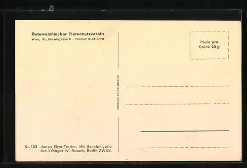 AK Zwei junge Skye-Terrier auf einem Tisch