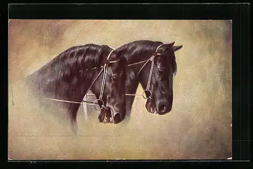 AK schwarze Pferde mit Zaumzeug, Zugpferde