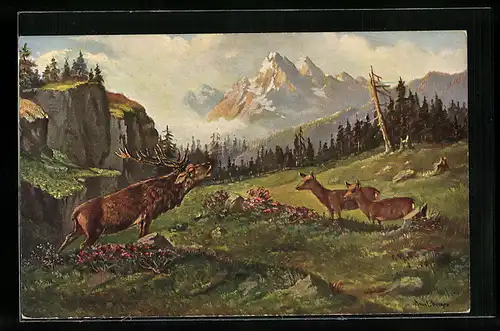 AK Röhrender Hirsch im Hochgebirge