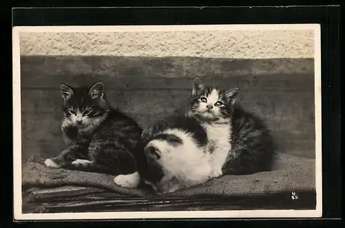 AK Katzen haben es sich auf einer Bank gemütlich gemacht