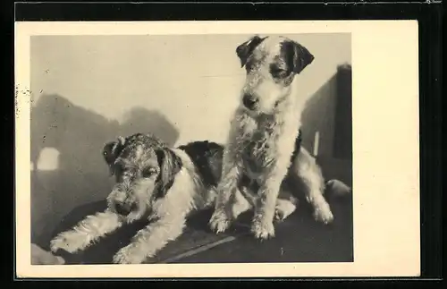 AK Zwei junge Foxterrier in einem Zimmer