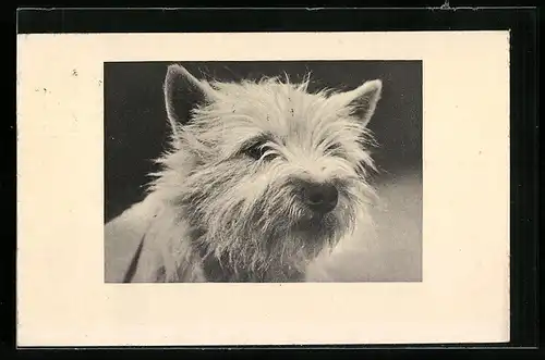 AK Weisser Terrier, Portrait