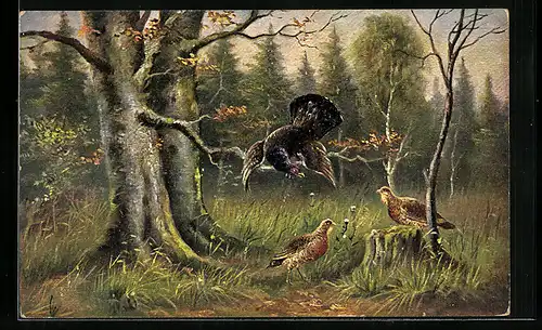 AK balzender Hahn mit Hennen