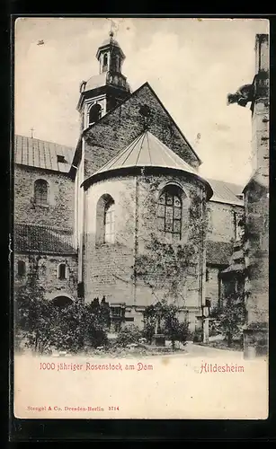 AK Hildesheim, 1000jähriger Rosenstock am Dom