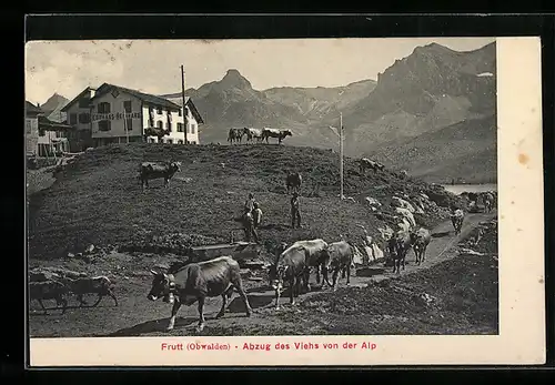 AK Frutt, Abzug des Viehs von der Alp