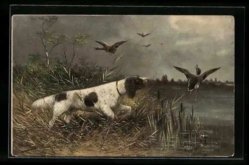 Künstler-AK M. Müller jun.: Jagdhund hat Enten aufgescheucht