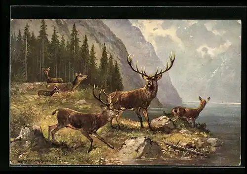 Künstler-AK M. Müller jun.: Hirsche am Seeufer