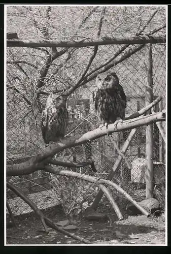 Fotografie Vogel Eule / Kautz in einer Voliere