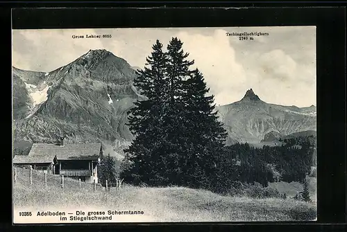 AK Adelboden, Die grosse Schermtanne im Stiegelschwand