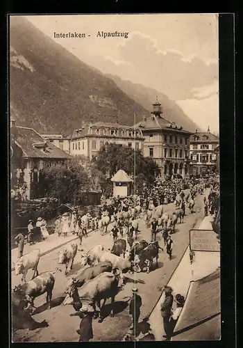 AK Interlaken, Alpaufzug mit Kühen