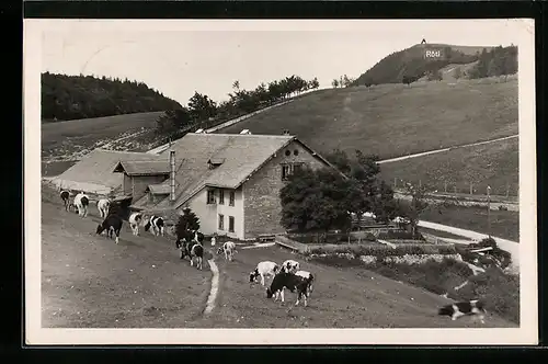 AK Weissenstein, Wirtschaft zum Sennhaus, Weidende Rinder