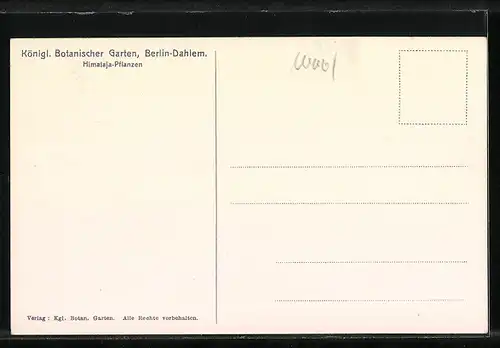AK Berlin-Dahlem, Königl. Botanischer Garten, Himalaja-Pflanzen