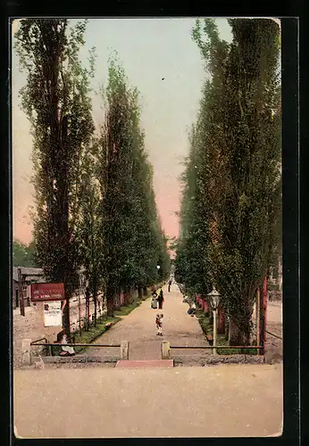 AK Kislowodsk, Allee im Abendlicht